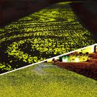 Superficie luminosa decorativa gialla del quarzo dei ciottoli del giardino del carro armato di pesce